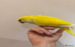 Parrots birds for sale: Hand reared baby quaker - Image 9