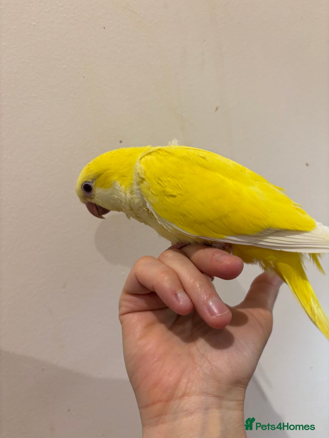 Parrots birds for sale: Hand reared baby quaker - Image 9