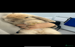 Mini Lop rabbits for sale: Mini Lop Rabbits  - Image 2