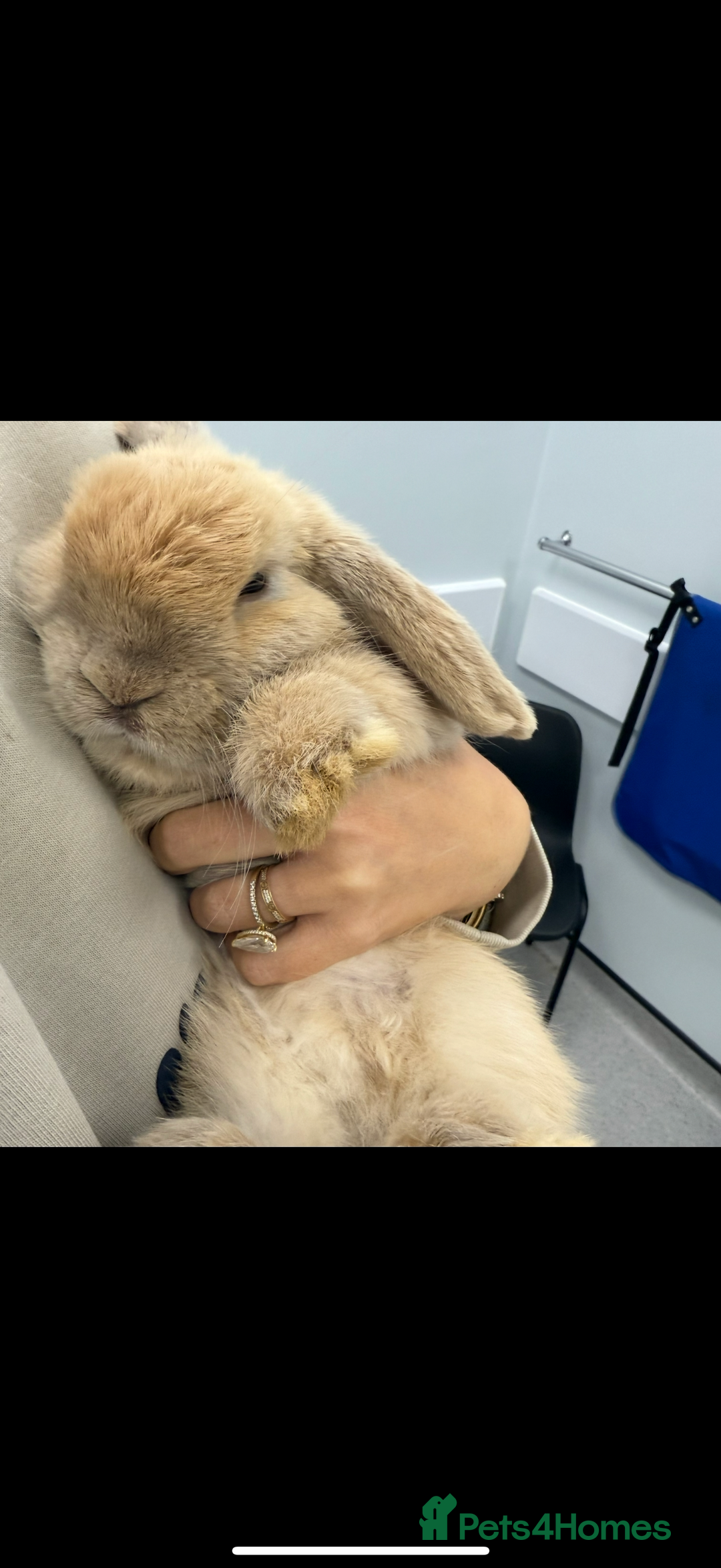 Mini Lop rabbits for sale: Mini Lop Rabbits  - Image 2