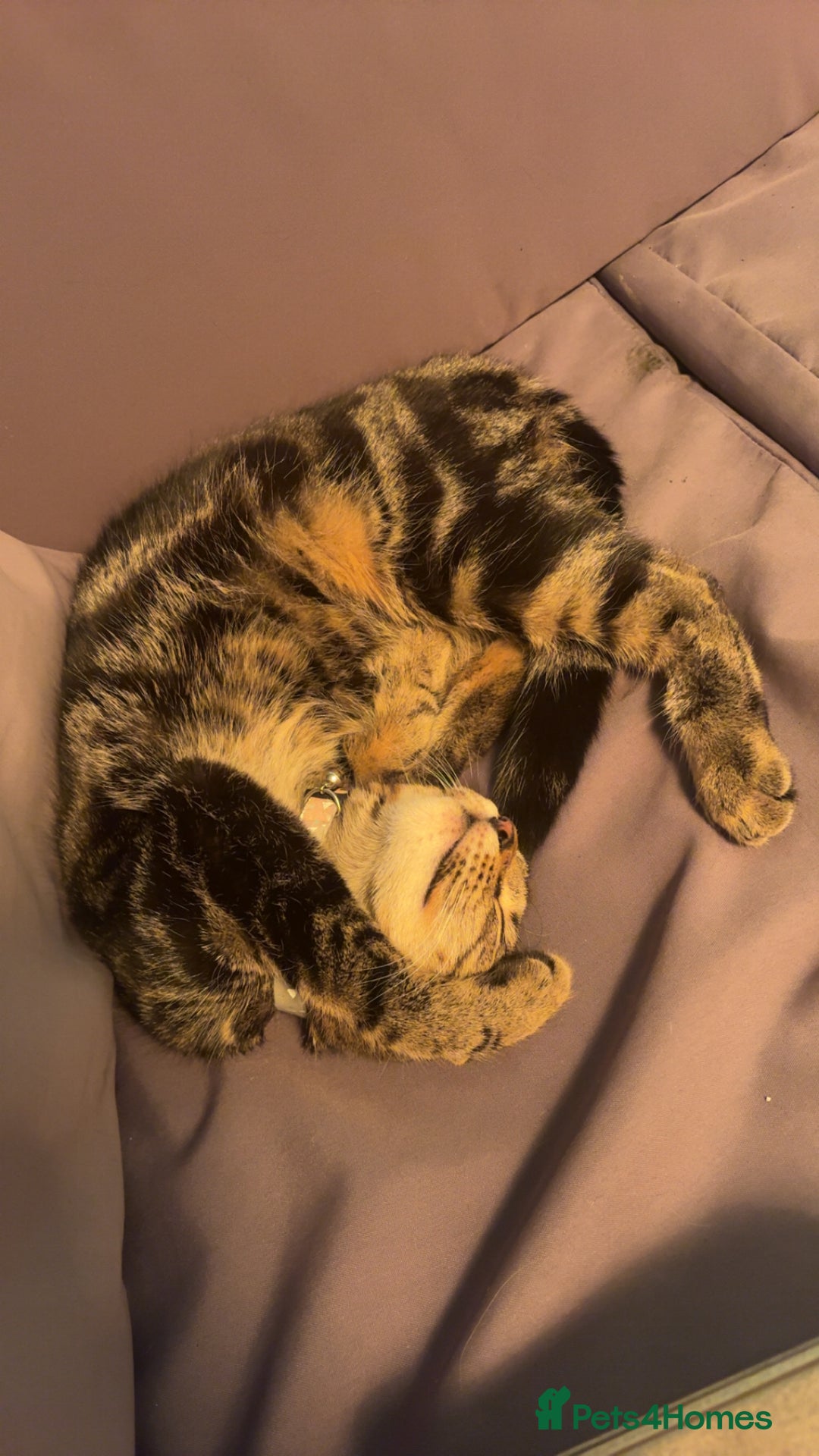 Maine Coon cats for sale: Maine coon mix  - Advert 6