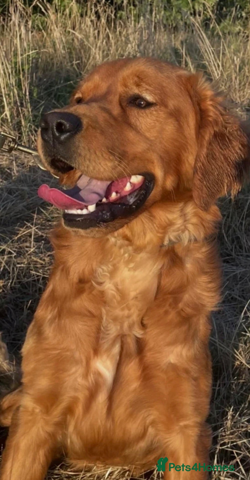 Golden Retriever dogs Golden Retriever  - Advert 2