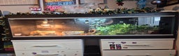 Python Snake reptiles for sale: Royal Python + FULL setup - Advert 3