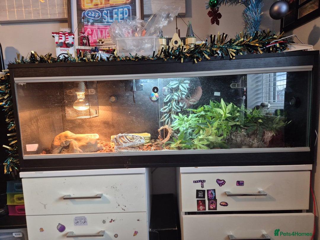 Python Snake reptiles for sale: Royal Python + FULL setup - Advert 3