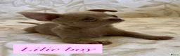 Chihuahua dogs for sale: Beautiful chihuahuas in Badminton - Advert 5