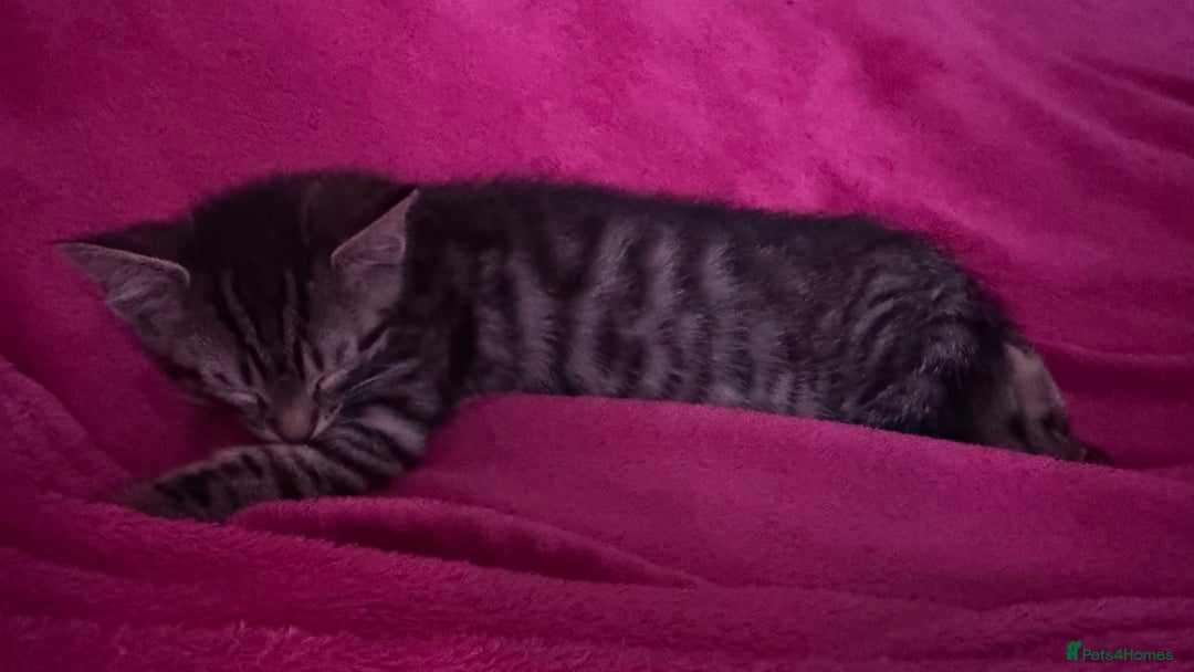 Mixed Breed cats for sale: Kittens looking for forever home - Advert 9