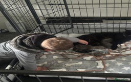 Maine Coon cats for sale: Kittens  - Image 7