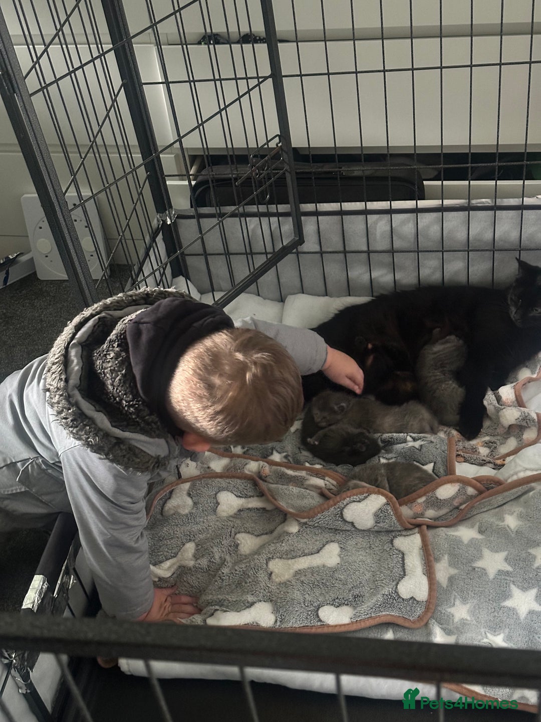 Maine Coon cats for sale: Kittens  - Image 7