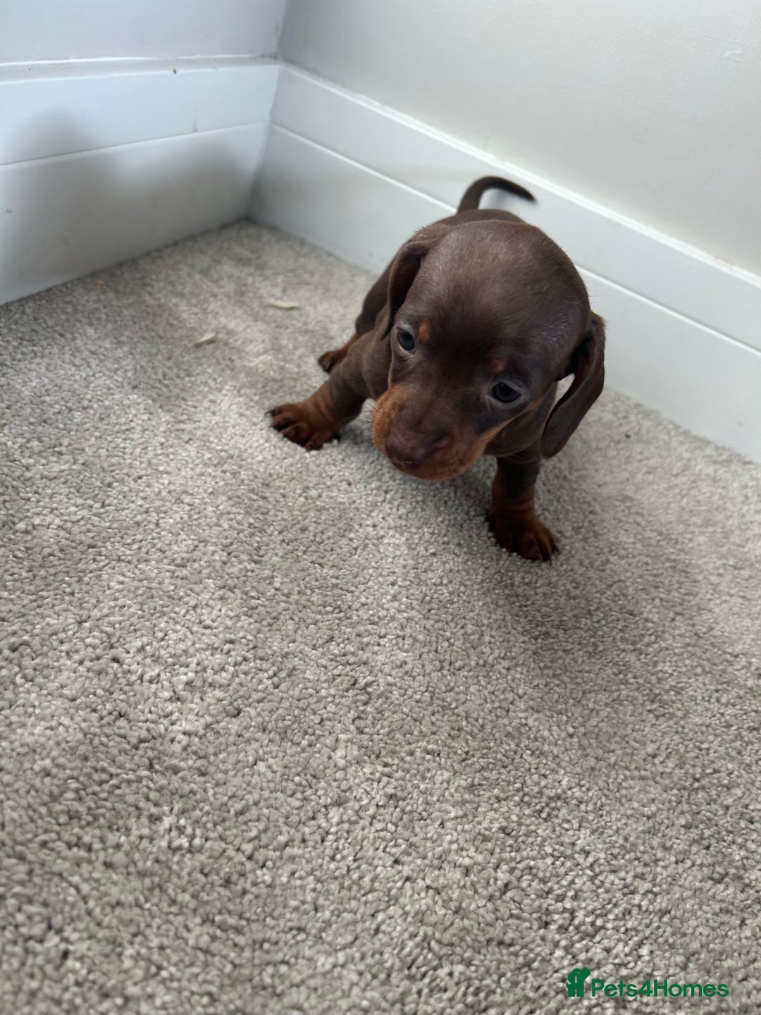 Miniature Dachshund dogs for sale: Miniature Dachshund babies  - Advert 23
