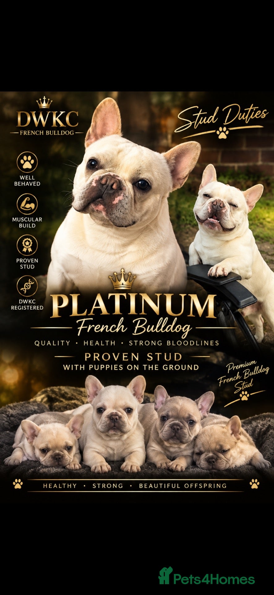 French Bulldog dogs MEET TEDDY🧸  - Advert 1