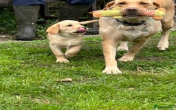 Labrador Retriever dogs for sale: Ready to go! KC reg Labradors (yellow/Foxred) - Image 30