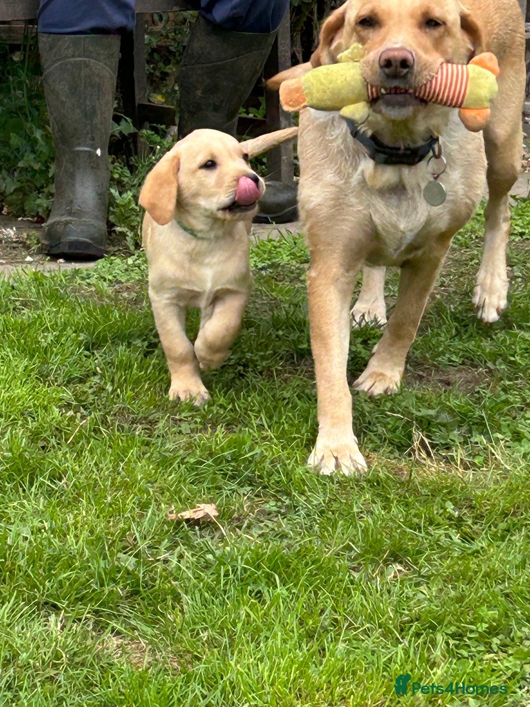 Labrador Retriever dogs for sale: Ready to go! KC reg Labradors (yellow/Foxred) - Image 30