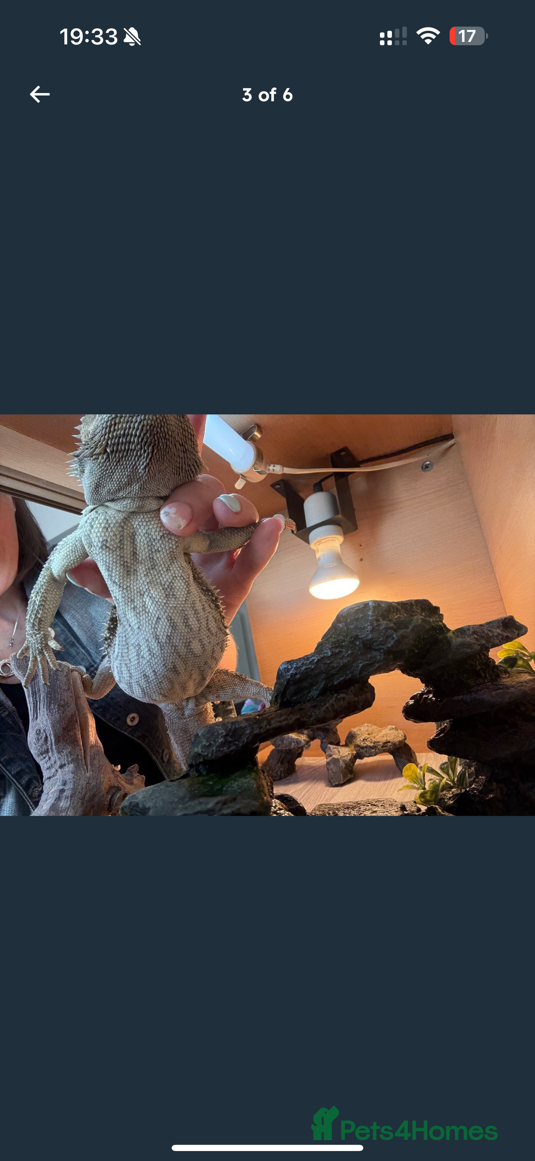 Dragon reptiles for sale: Bearded Dragon  - Image 2