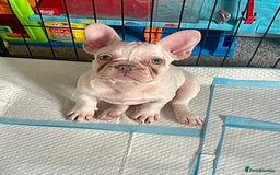 French Bulldog dogs for sale: READY NOW!! KC registered French bulldogs - Image 31