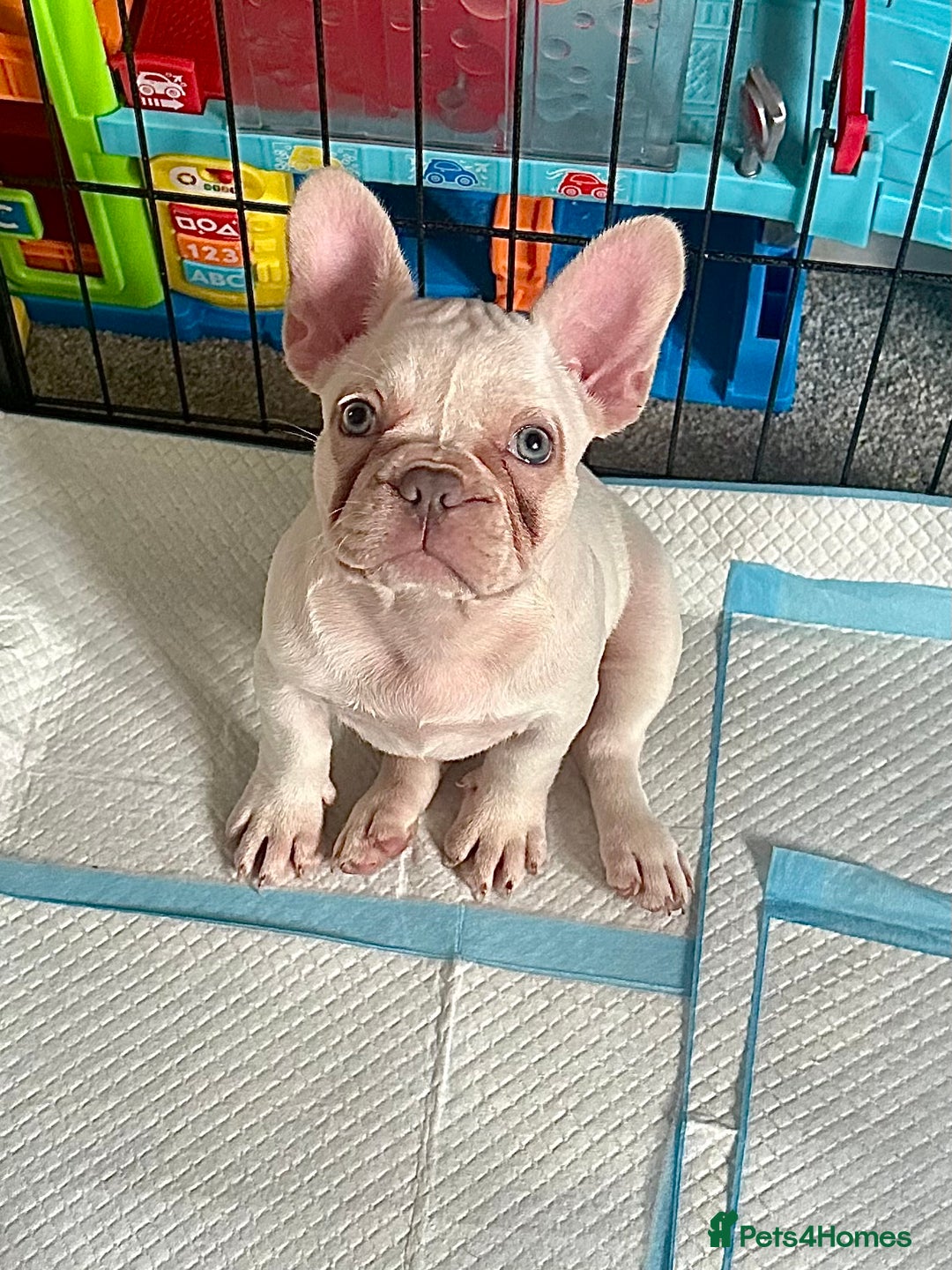 French Bulldog dogs for sale: READY NOW!! KC registered French bulldogs - Image 31