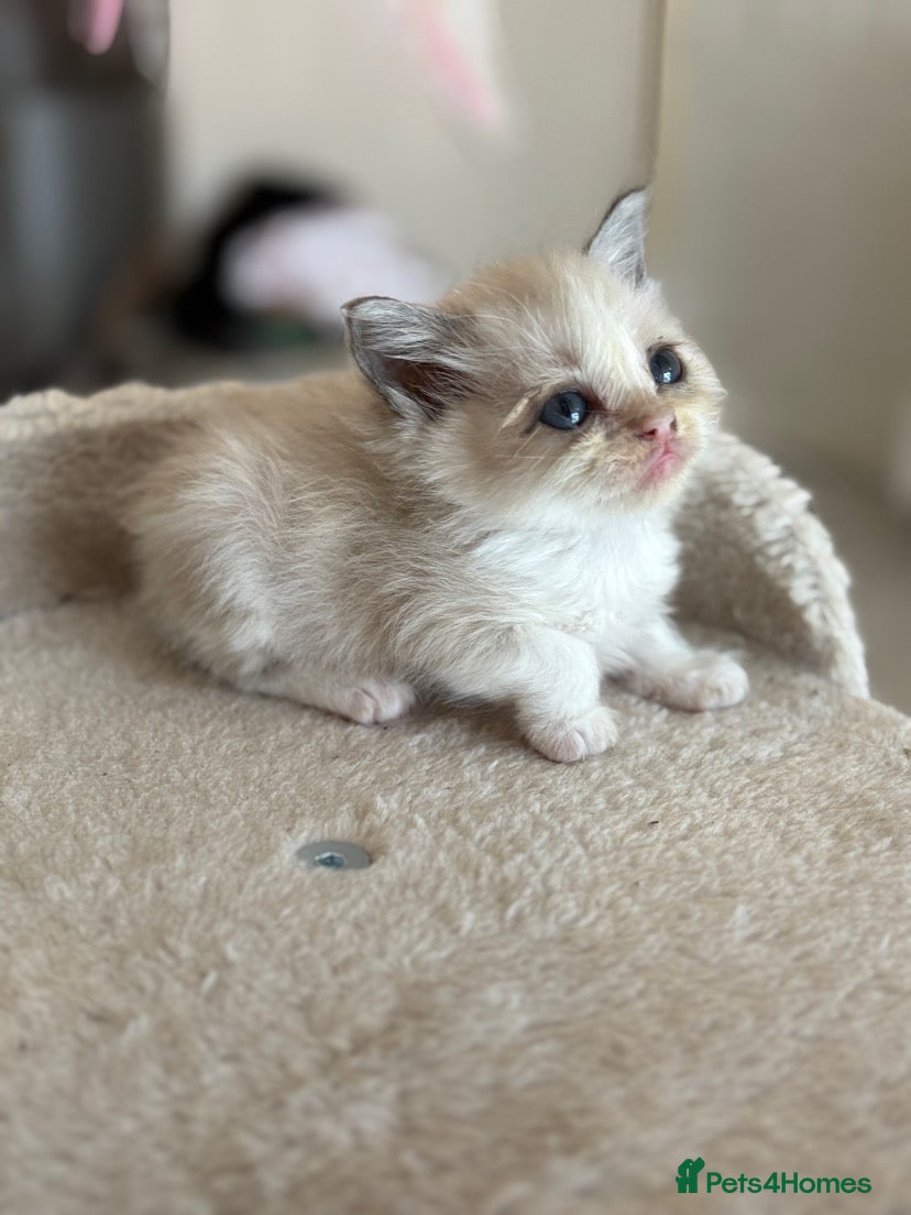 Ragdoll cats Cherubim ragdolls full pedigree - Advert 2