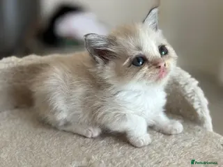 Ragdoll cats Cherubim ragdolls full pedigree - Advert 2