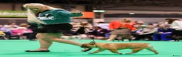 French Bulldog dogs for sale: Champion Sired red fawn French bulldog puppies  - Advert 12