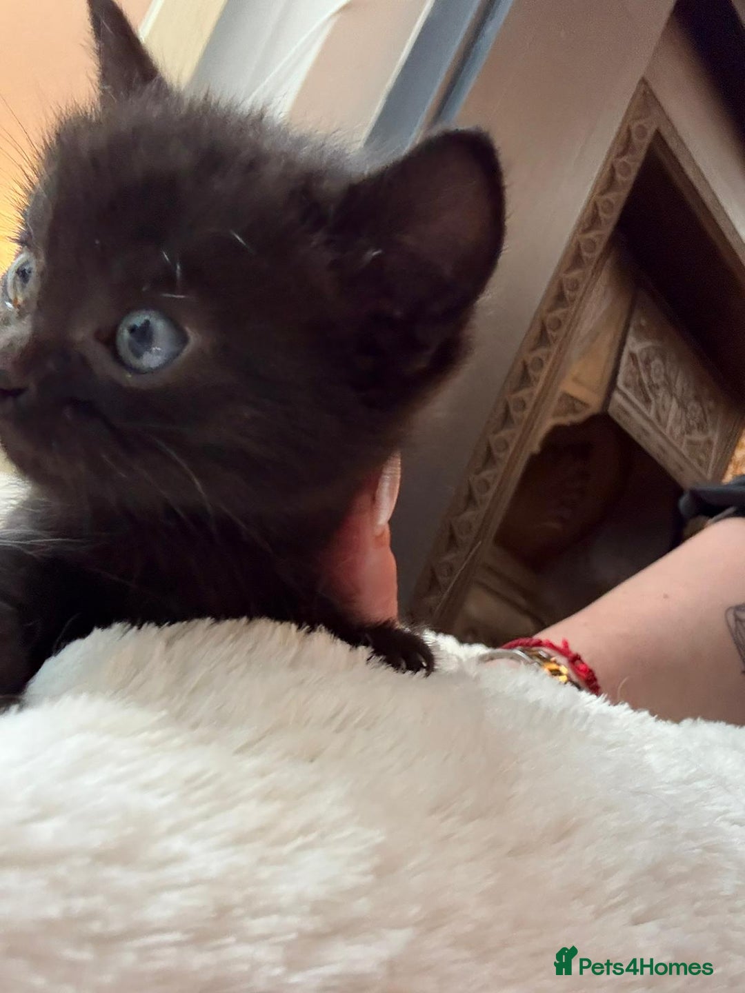 Mixed Breed cats for sale: 4 kittens for sale  - Image 2