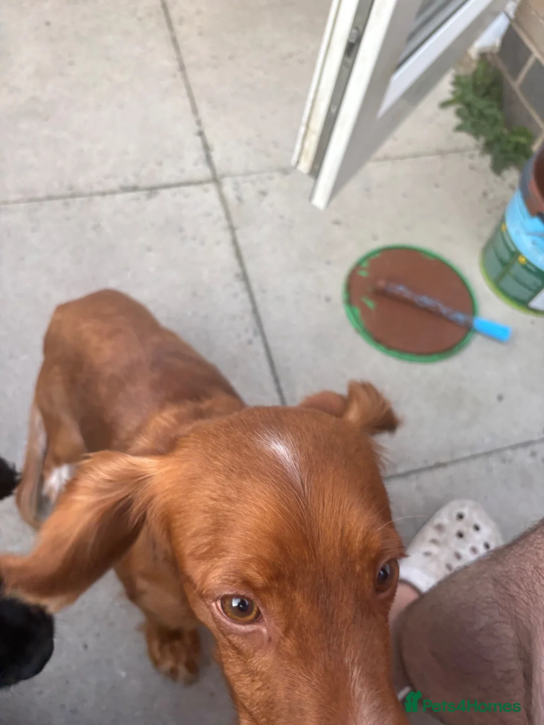 Cocker Spaniel dogs for stud: Red cocker for stud in Alfreton - Advert 4