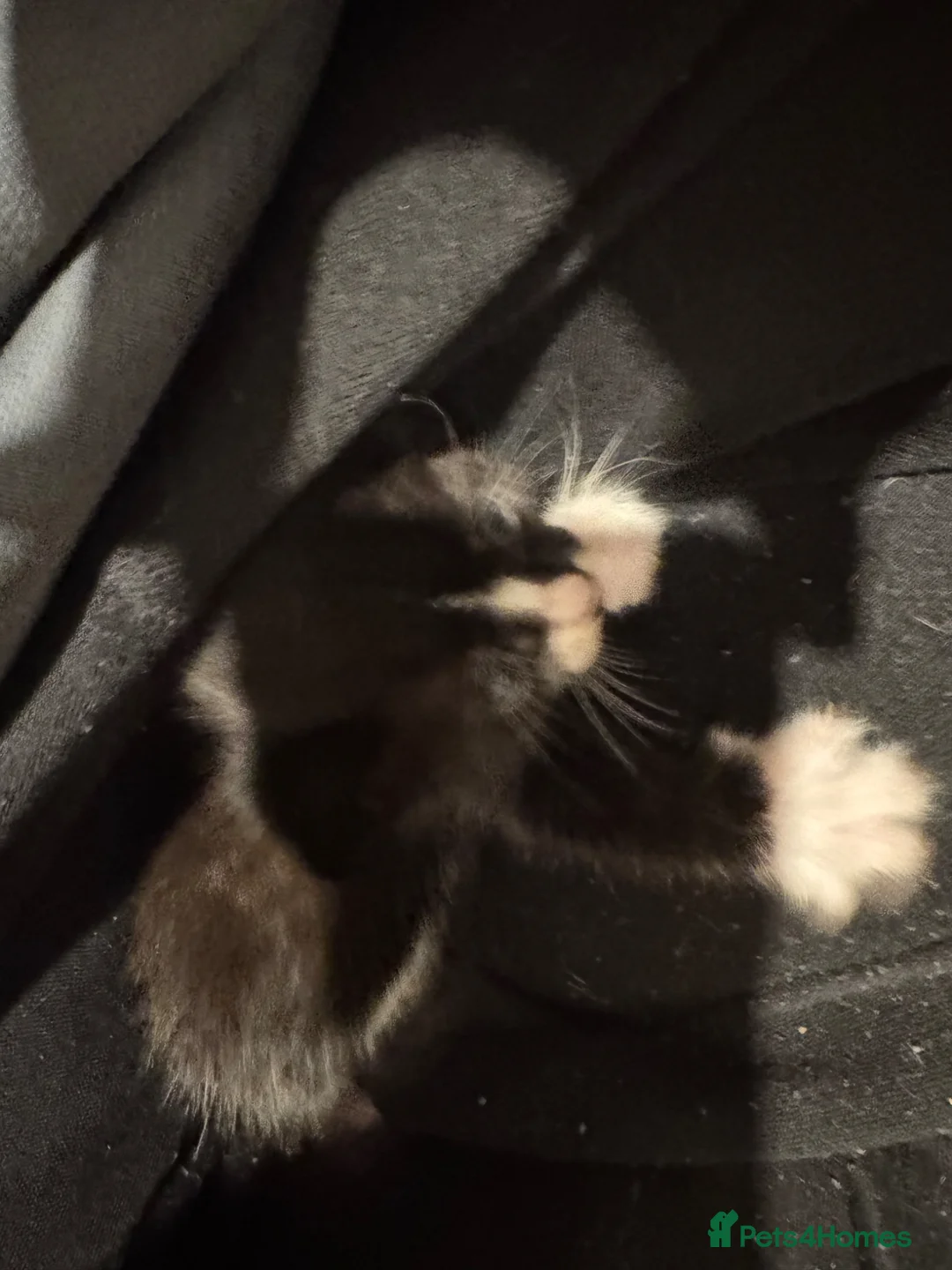 Mixed Breed cats for sale: Kitten  - Advert 2