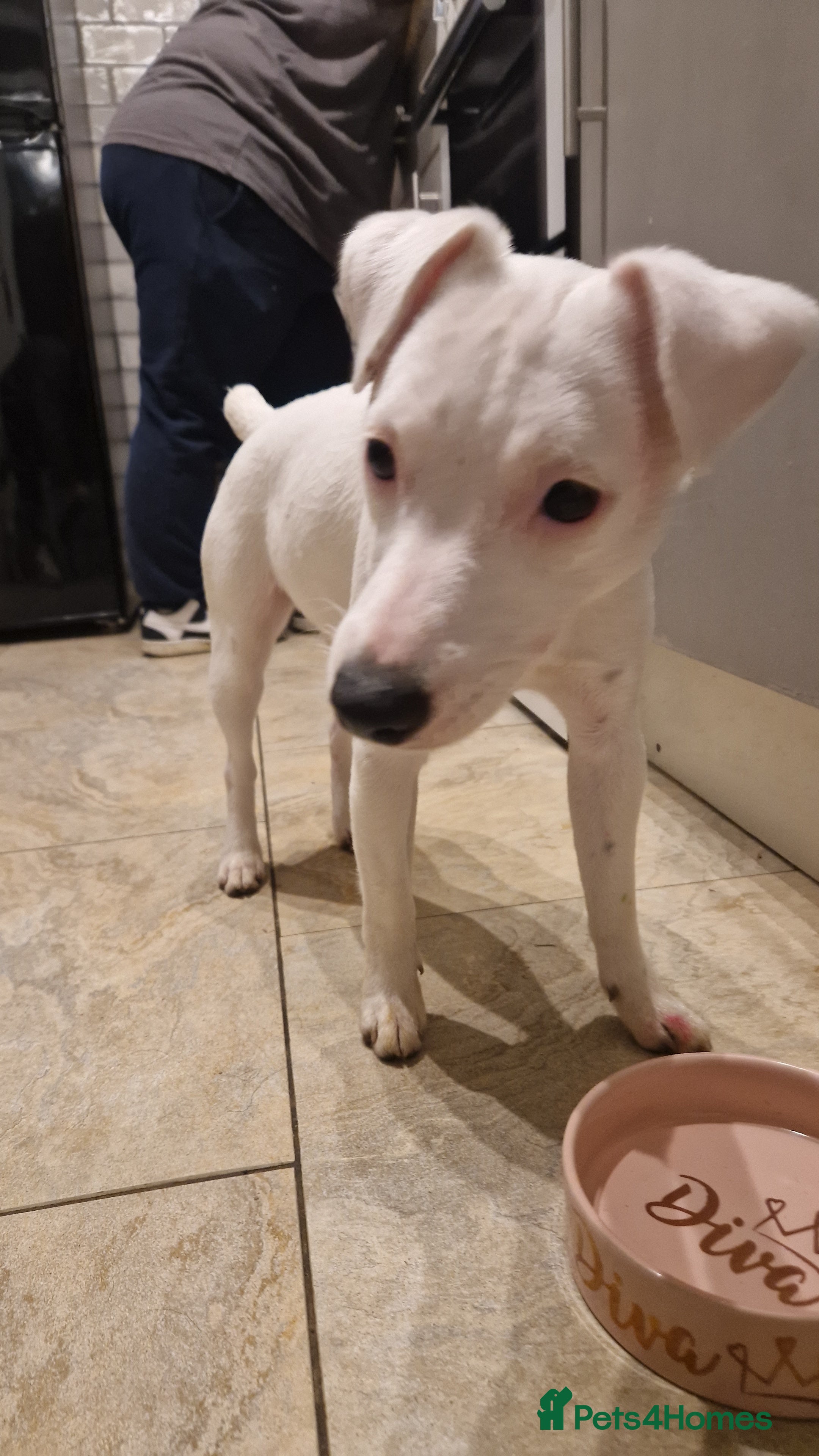 Jack Russell dogs Nala-Rose in Pontypridd - Advert 10