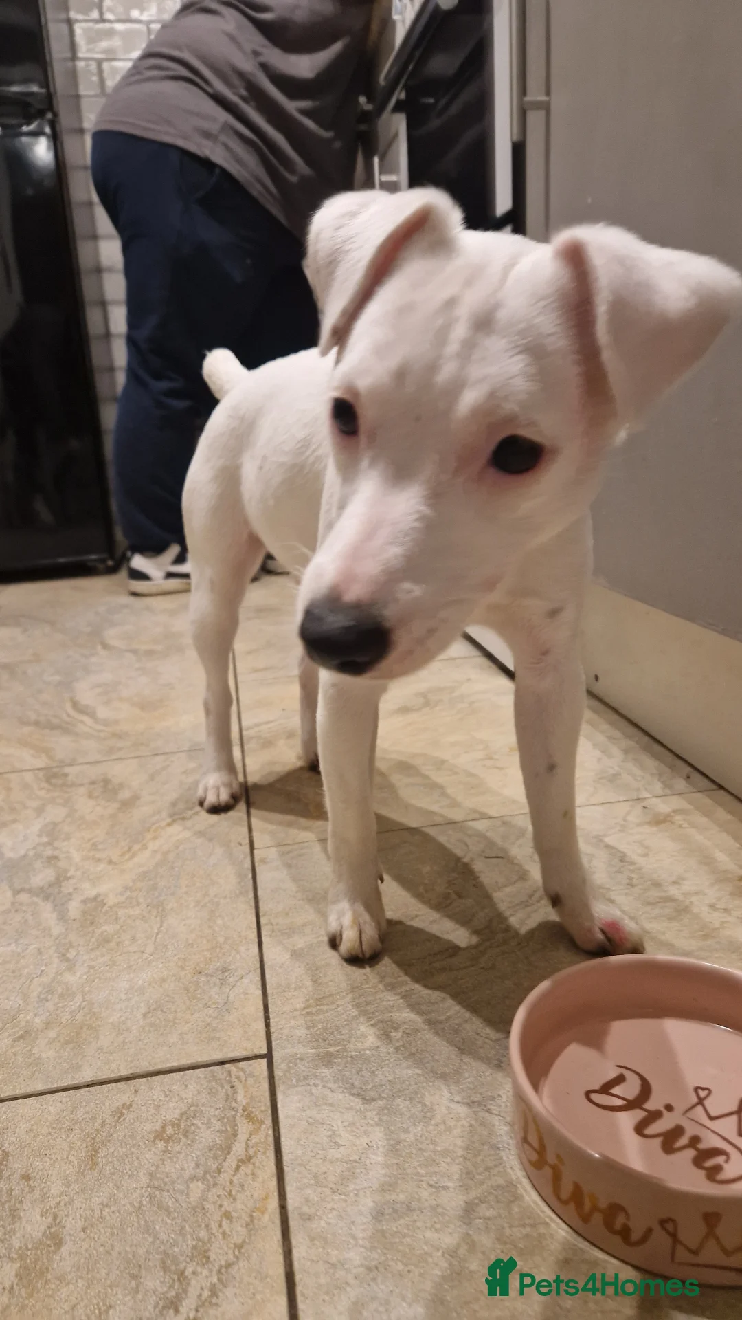 Jack Russell dogs for sale: Nala-Rose - Advert 1