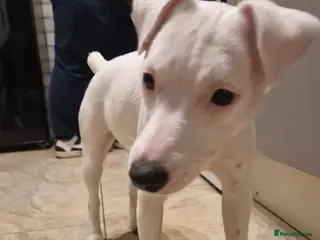 Jack Russell dogs Nala-Rose in Pontypridd - Advert 4