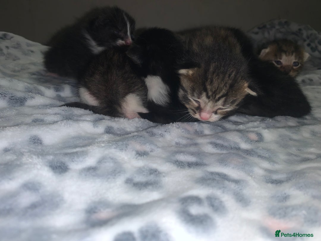 Mixed Breed cats for sale: Bright tabby’s and black kittens  - Advert 40