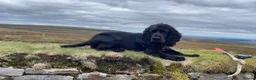 Cocker Spaniel dogs for stud: K.C working black cocker dog for stud in Barnard Castle - Advert 3