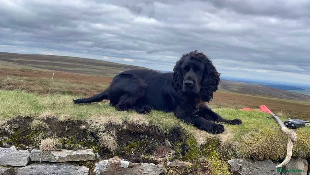 Cocker Spaniel dogs for stud: K.C working black cocker dog for stud in Barnard Castle - Advert 3