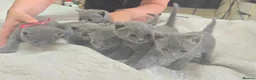 Russian Blue cats for sale: Blue Russian Kittens - Advert 11