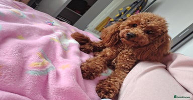 Maltipoo dogs - Advert 7