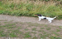 Patterjack dogs for sale: 2 little boys left for sale beautiful puppies - Image 12