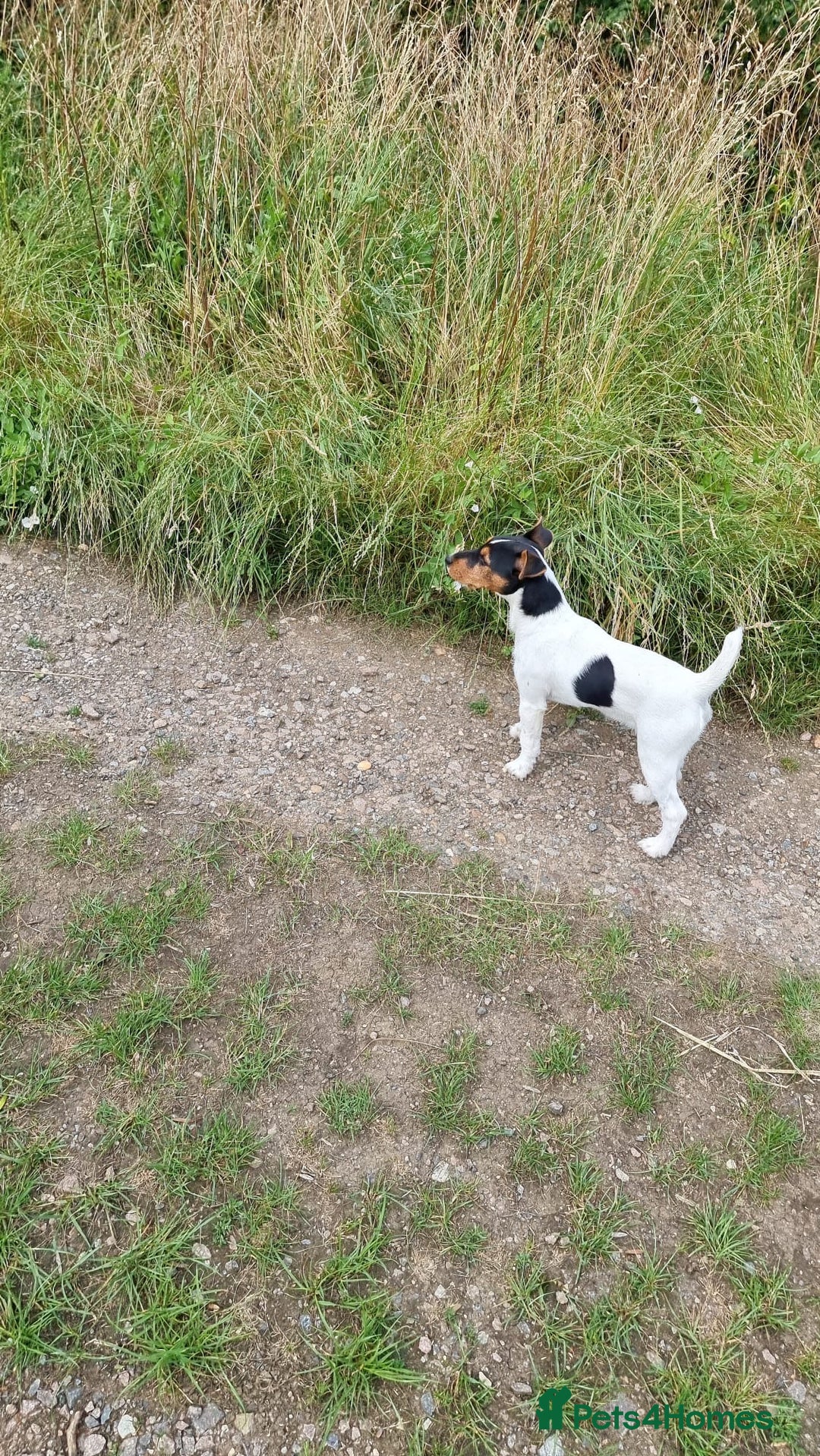Patterjack dogs for sale: 2 little boys left for sale beautiful puppies - Image 12