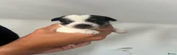 Jack Chi dogs for sale: Beautiful Jack x chi puppies - Advert 2