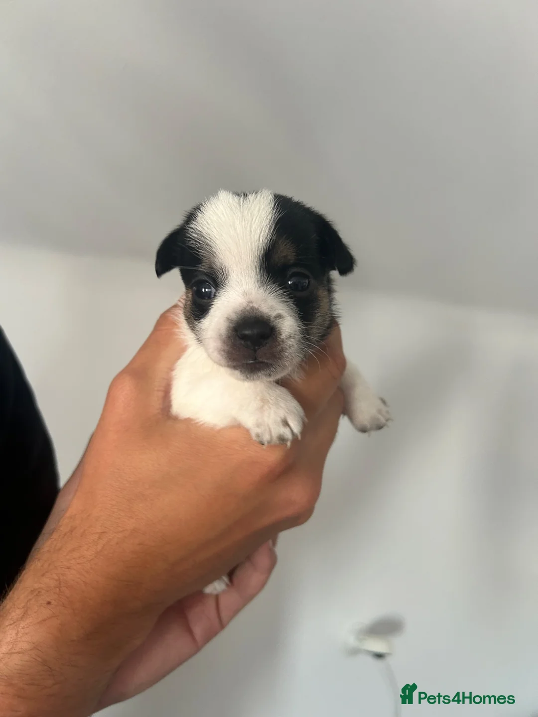 Jack Chi dogs for sale: Beautiful Jack x chi puppies - Advert 2