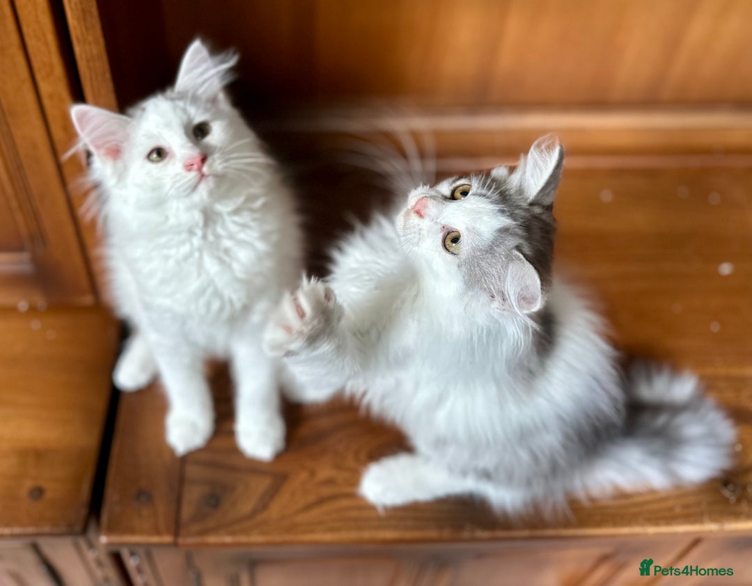 Siberian cats for sale: TICA Siberian kittens hypoallergenic & loving - Image 13