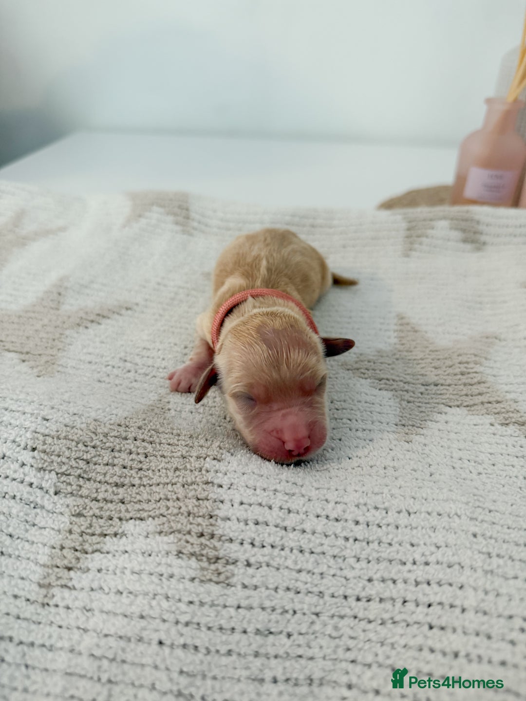 Goldador dogs for sale: A Special Litter of Goldador Puppies - Image 9