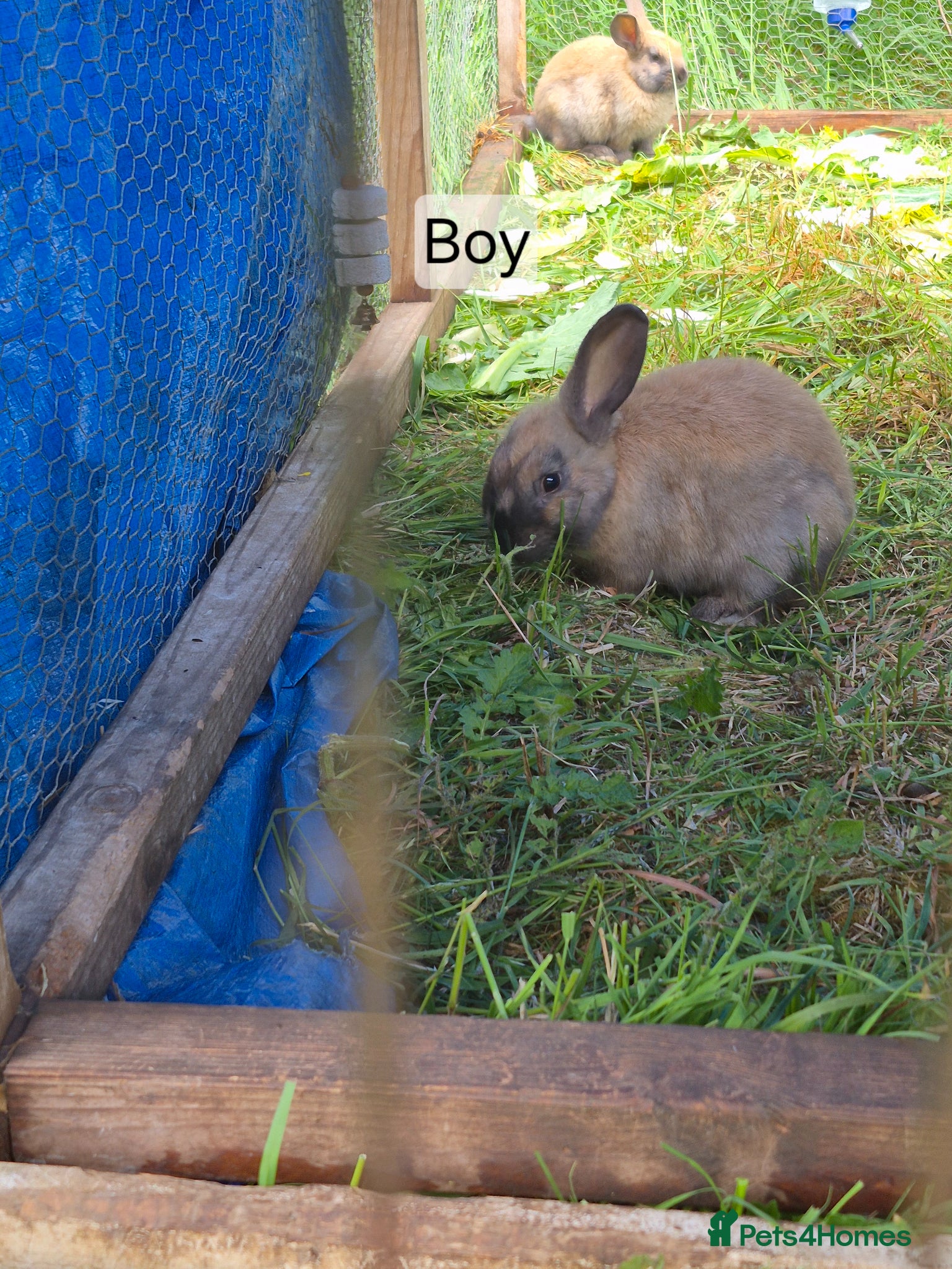 Mixed Breed rabbits Baby rabbits  - Advert 2