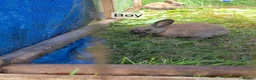 Mixed Breed rabbits for sale: Baby rabbits  - Advert 2
