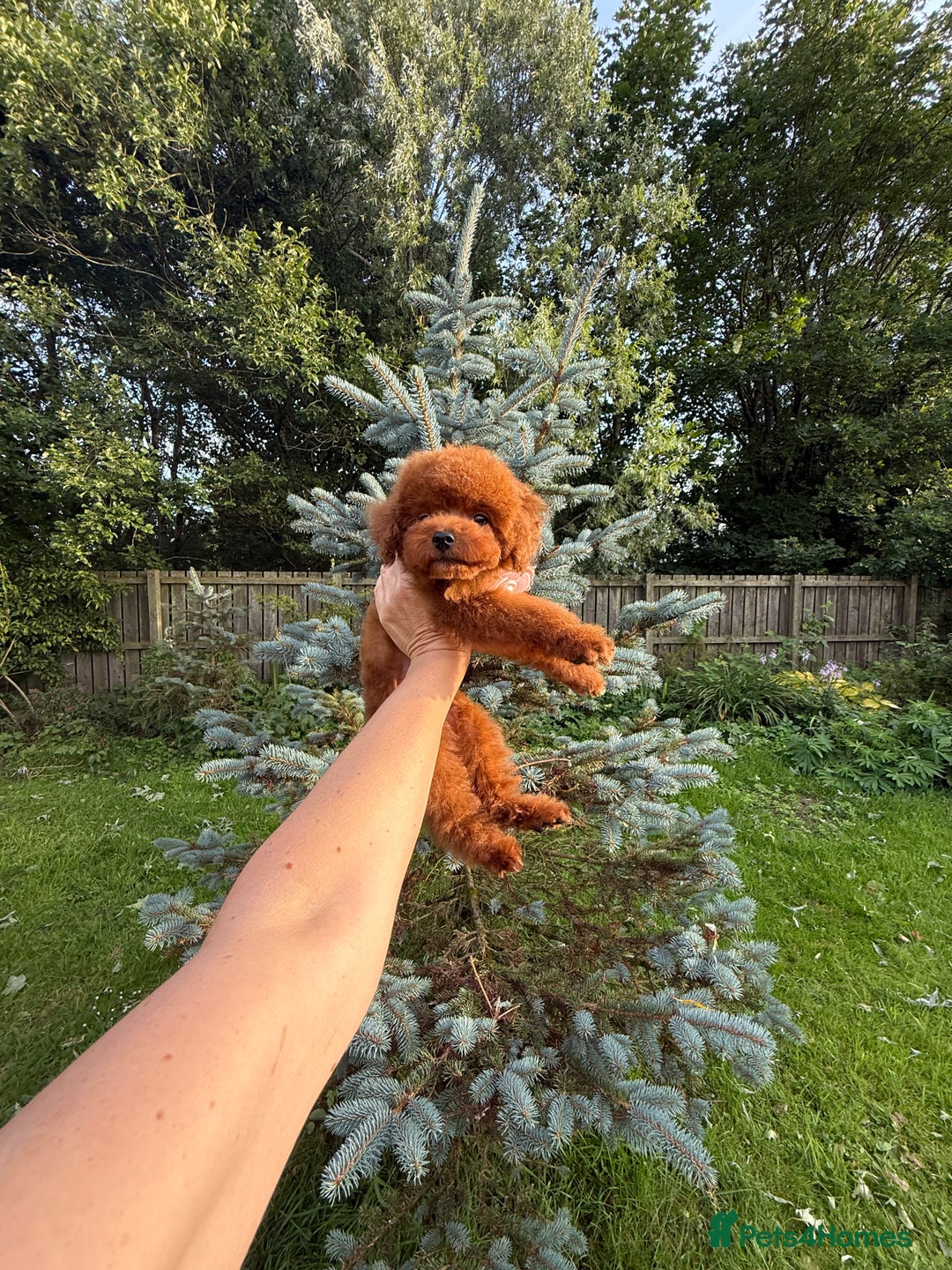 Toy Poodle dogs for sale: Asian teddy face toy poodles boys - Image 23