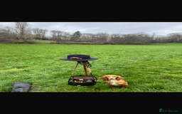 Cocker Spaniel dogs for sale: Quality KC registered FTC Working Cocker Spaniels - Image 8
