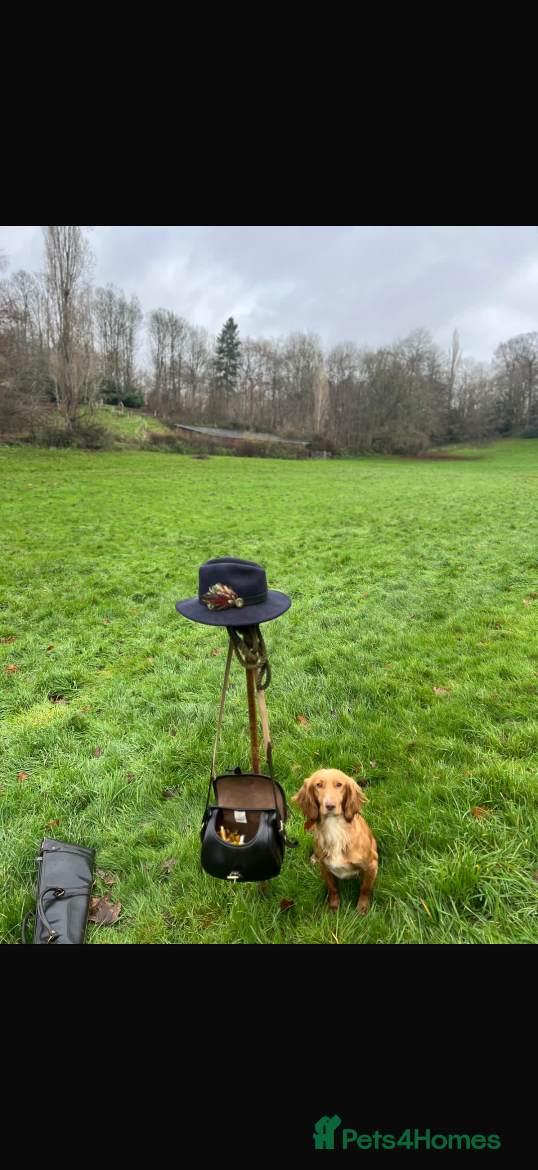 Cocker Spaniel dogs for sale: Quality KC registered FTC Working Cocker Spaniels - Image 8