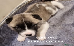 Akita dogs for sale: Akita puppies ready 7th December - Advert 15