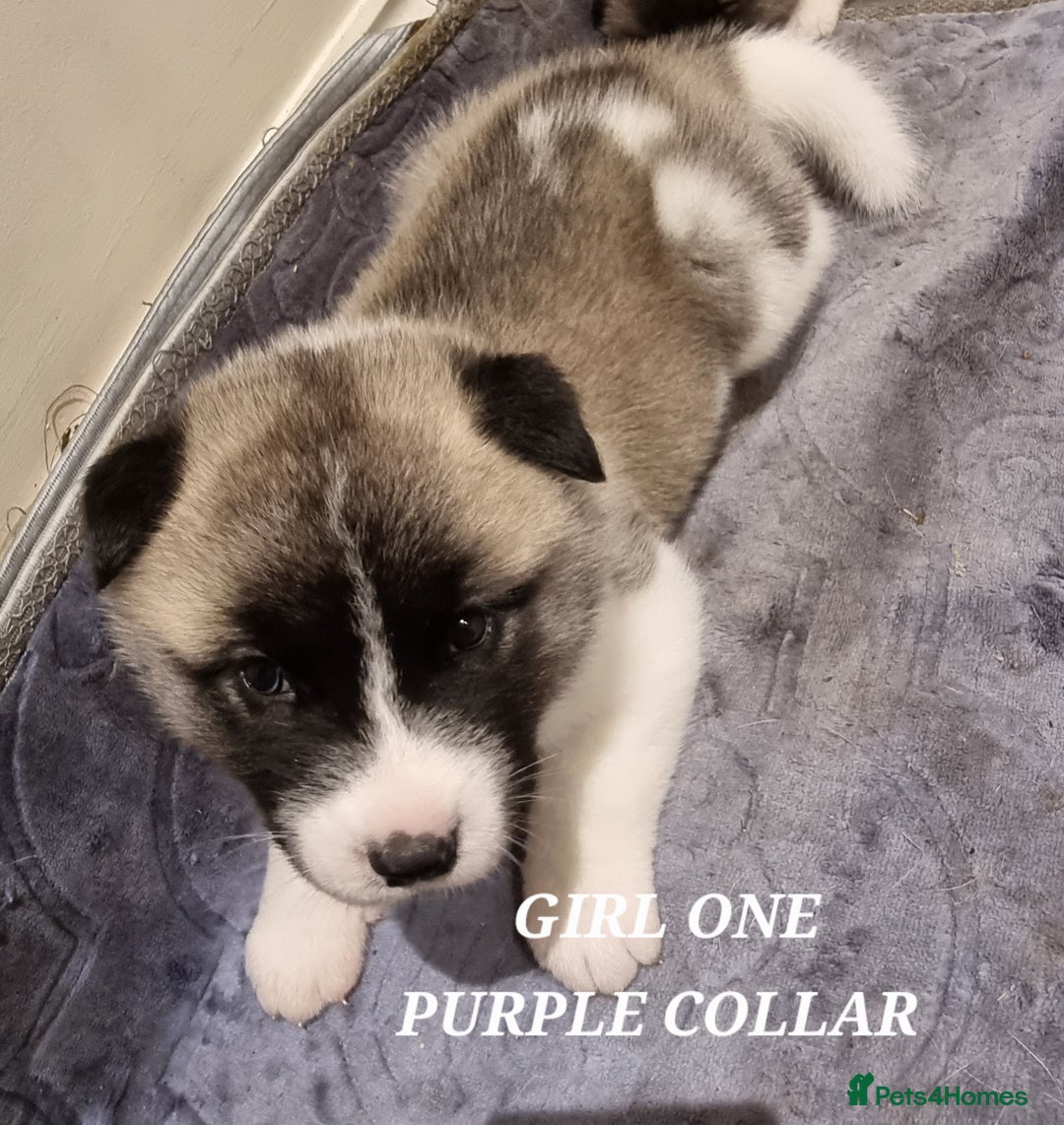 Akita dogs for sale: Akita puppies ready 7th December - Advert 15