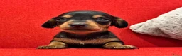 Miniature Dachshund dogs for sale: KC Mini black and tan Dachshund puppies  - Advert 8