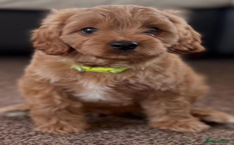 Cavapoo dogs - Advert 1