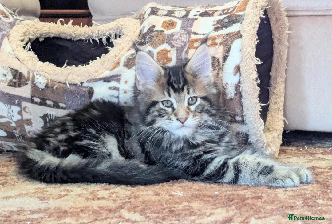 Maine Coon cats for sale: 🐾Pedigree Maine Coon Kittens–2 Boys Available 🐾 - Advert 7