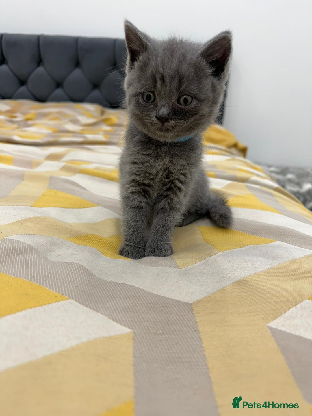 British Shorthair cats for sale: British short hair  - Image 5
